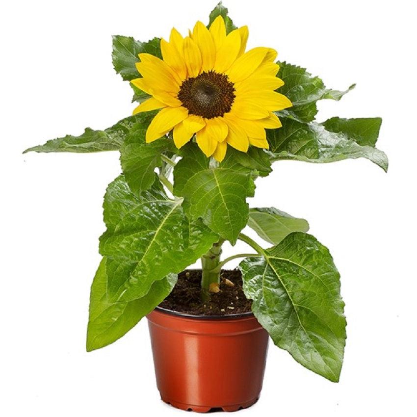 Sunflower 'solsation Yellow' - View 3 from www redcrocus com