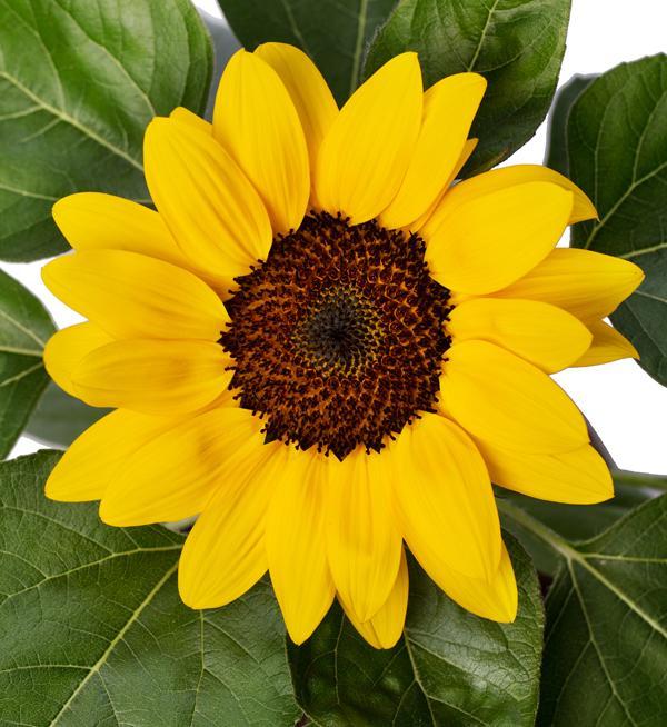 Sunflower 'solsation Yellow' - View 4 from www redcrocus com