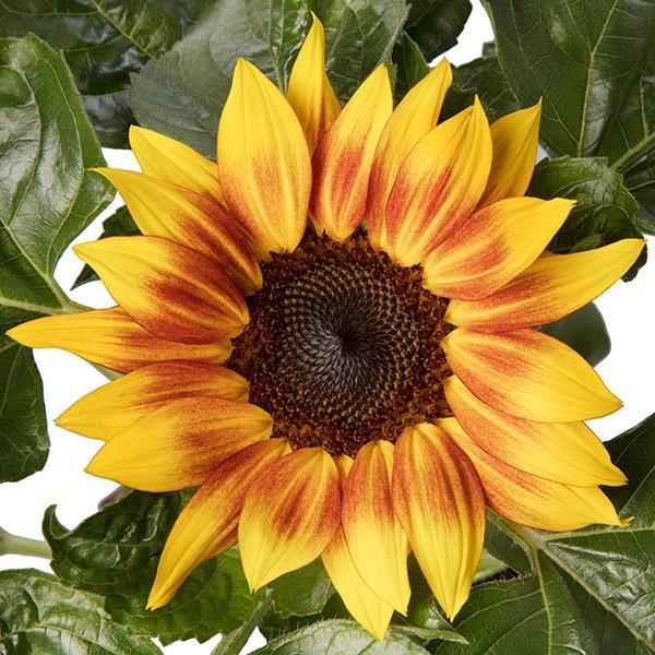 Sunflower 'solsation Yellow' - View 6 from www redcrocus com