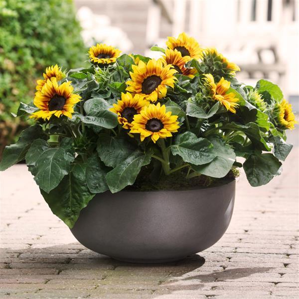 Sunflower 'solsation Yellow' - View 8 from www redcrocus com
