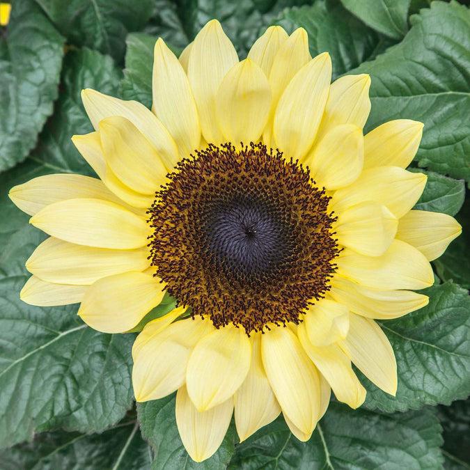 Sunflower 'solsation Yellow' - View 9 from www redcrocus com
