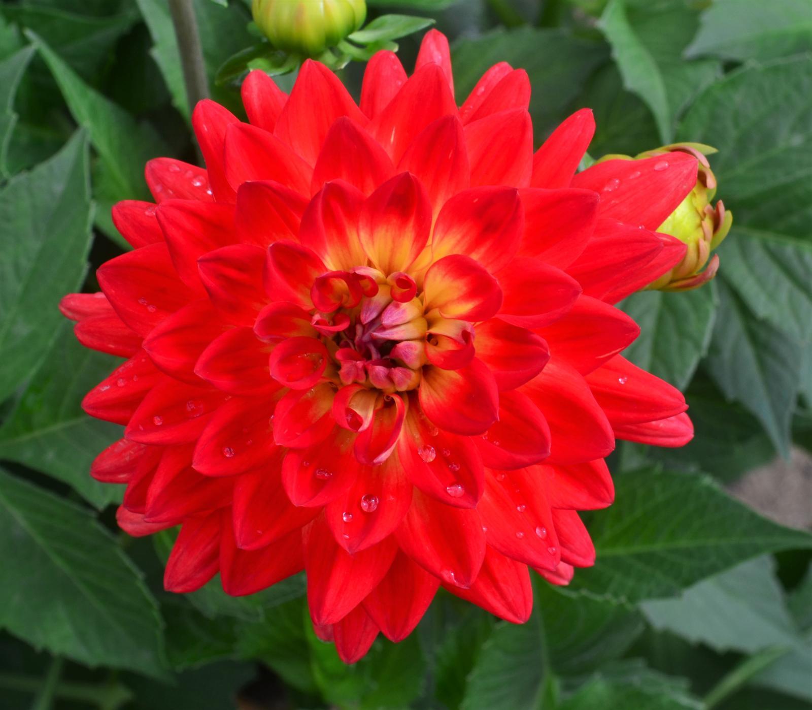 Dahlia 'labella Maggiore Fun Flame' - View 5 from www redcrocus com