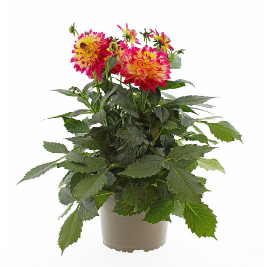 Dahlia 'labella Maggiore Pomegranate' - View 1 from www redcrocus com