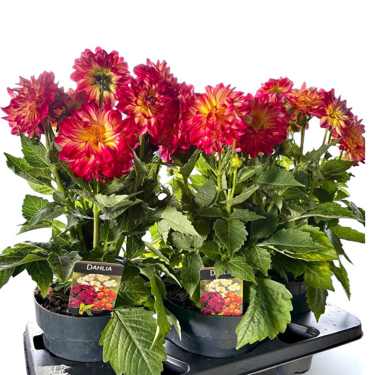 Dahlia 'labella Maggiore Fun Fire' - View 10 from www redcrocus com