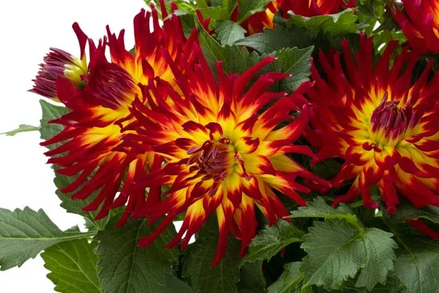Dahlia 'labella Maggiore Fun Fire' - View 14 from www redcrocus com