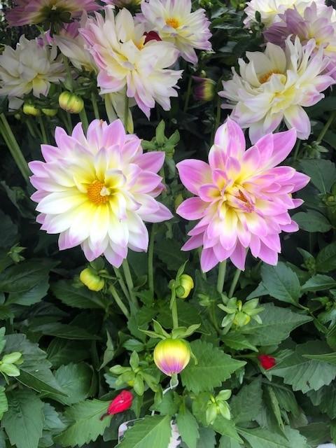 Dahlia 'labella Maggiore Fun Fire' - View 18 from www redcrocus com
