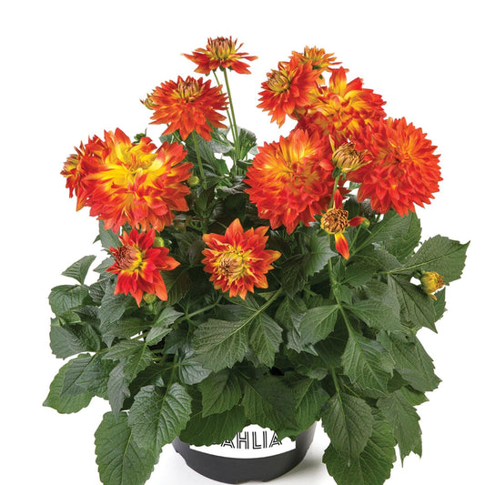 Dahlia 'labella Maggiore Fun Fire' - View 1 from www redcrocus com