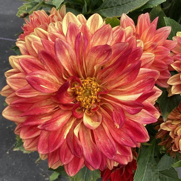 Dahlia 'labella Maggiore Fun Fire' - View 8 from www redcrocus com