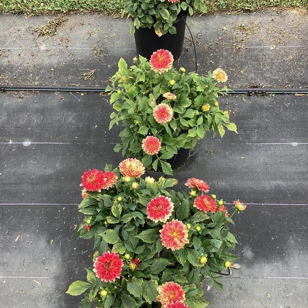 Dahlia 'labella Maggiore Fun Fire' - View 9 from www redcrocus com