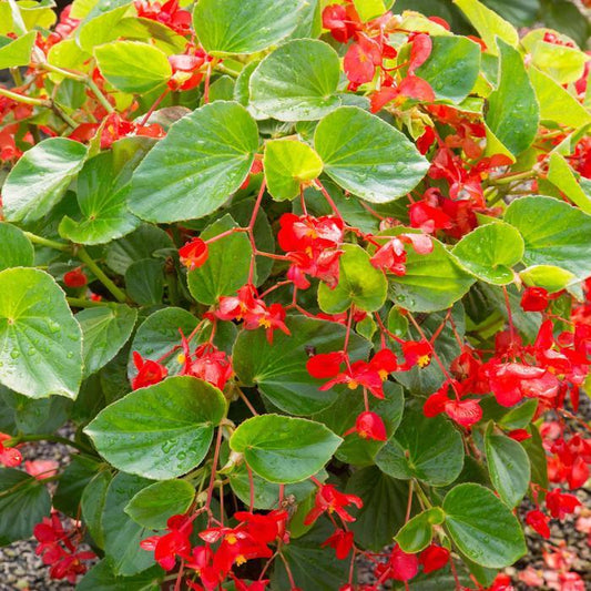 Begonia Whopper Red With Green Leaf - View 1 from www redcrocus com