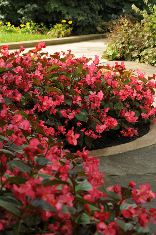 Begonia Whopper Rose With Bronze Leaf - View 1 from www redcrocus com