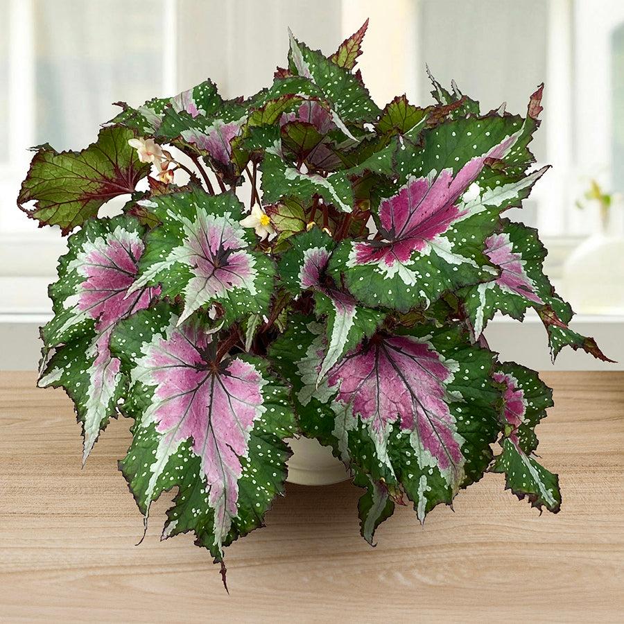 Begonia Rex 'jurassic Watermelon' - View 11 from www redcrocus com