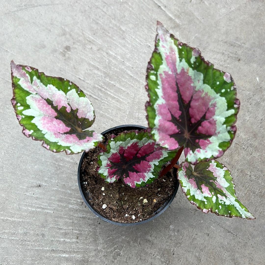 Begonia Rex 'jurassic Watermelon' - View 12 from www redcrocus com