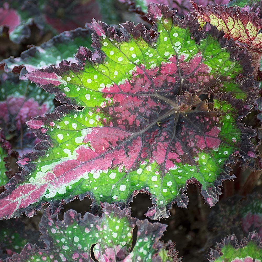 Begonia Rex 'jurassic Watermelon' - View 13 from www redcrocus com