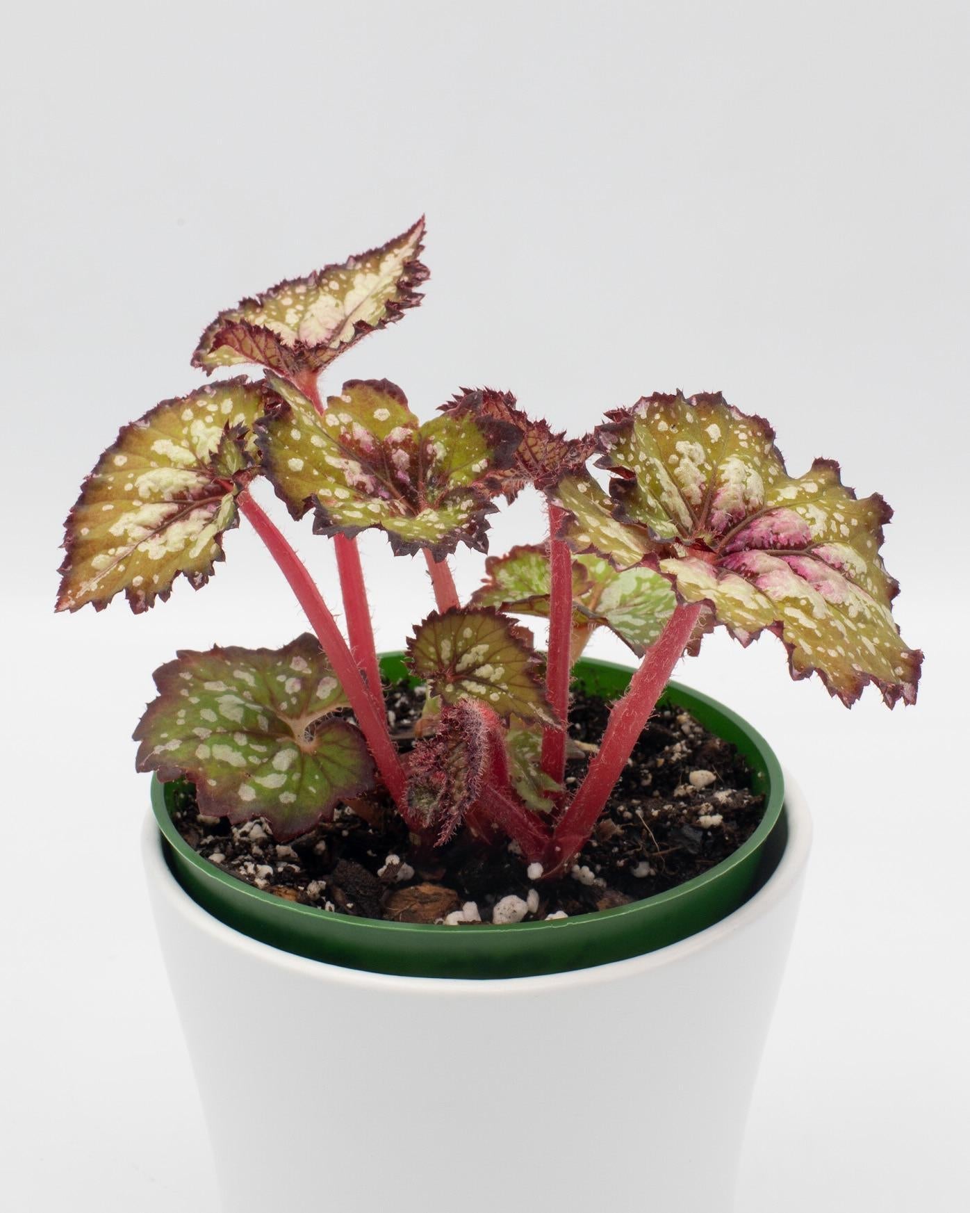 Begonia Rex 'jurassic Watermelon' - View 14 from www redcrocus com
