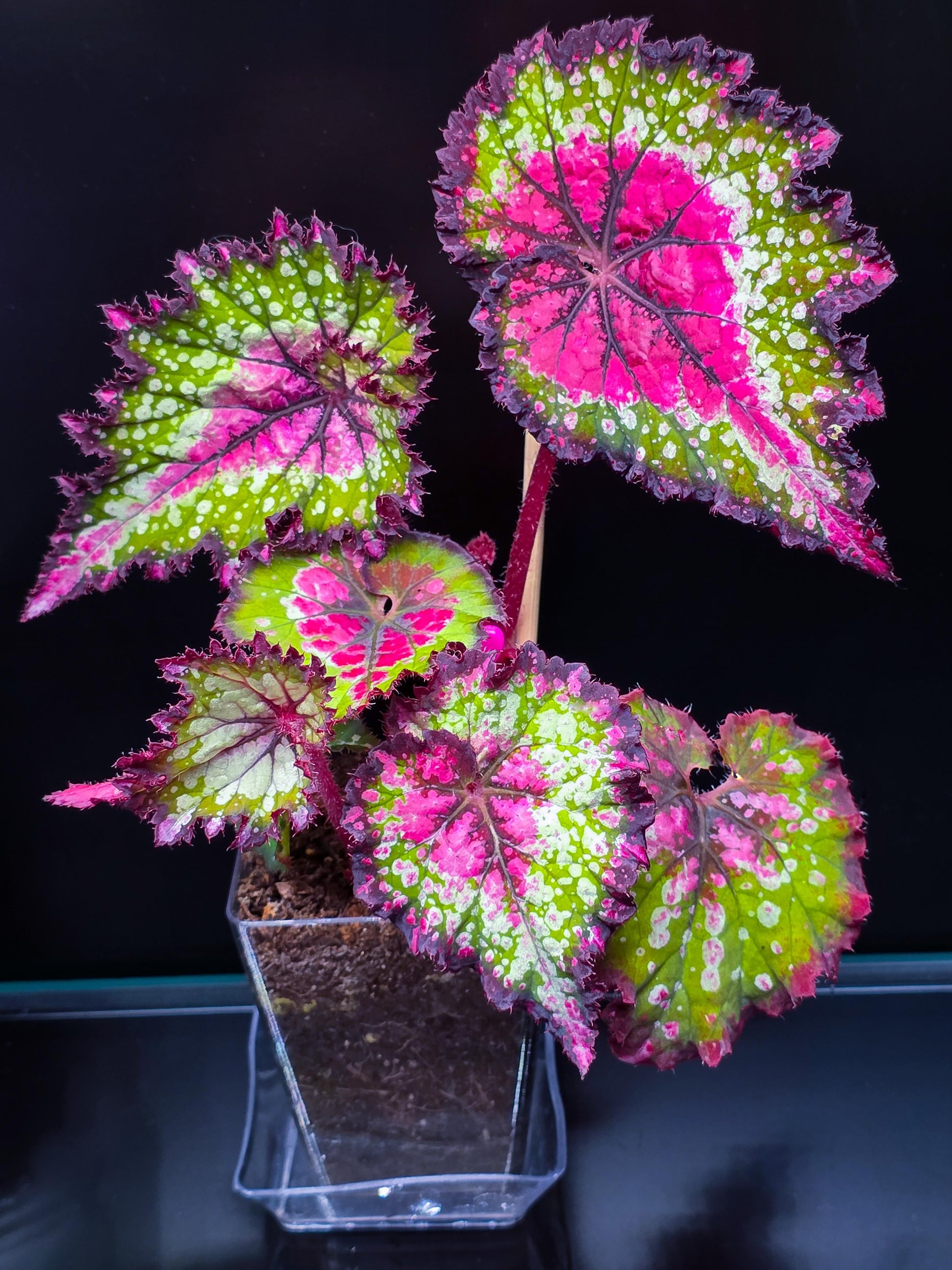 Begonia Rex 'jurassic Watermelon' - View 15 from www redcrocus com