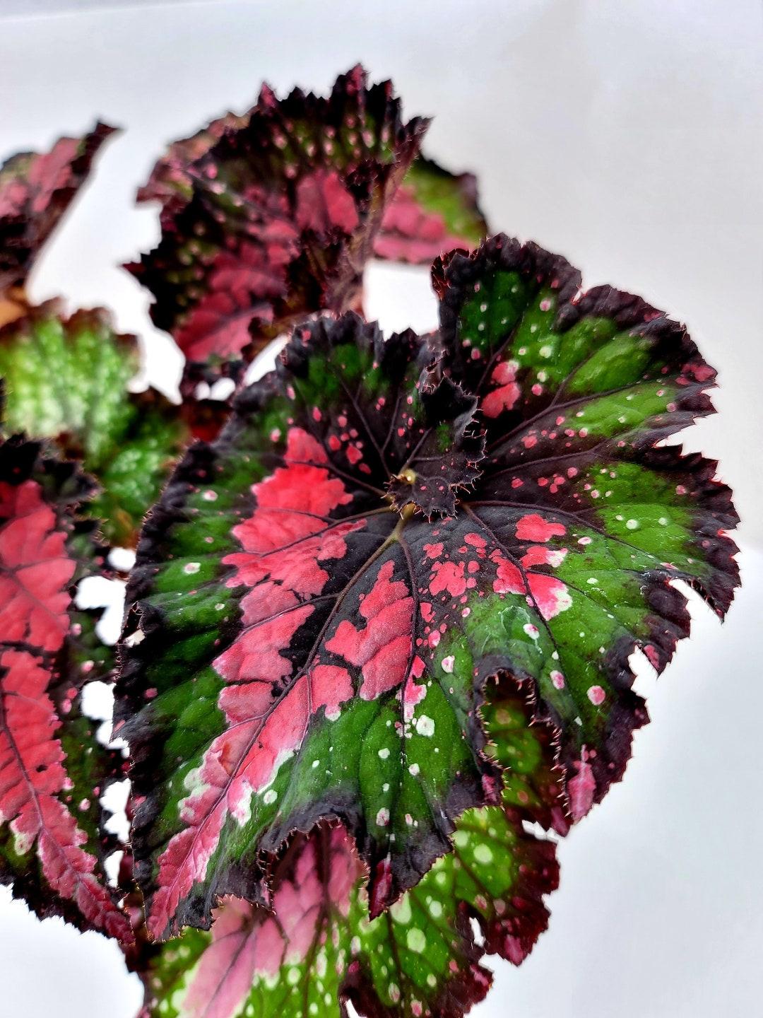 Begonia Rex 'jurassic Watermelon' - View 16 from www redcrocus com