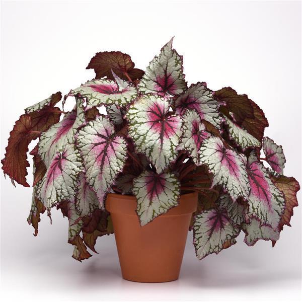 Begonia Rex 'jurassic Watermelon' - View 17 from www redcrocus com