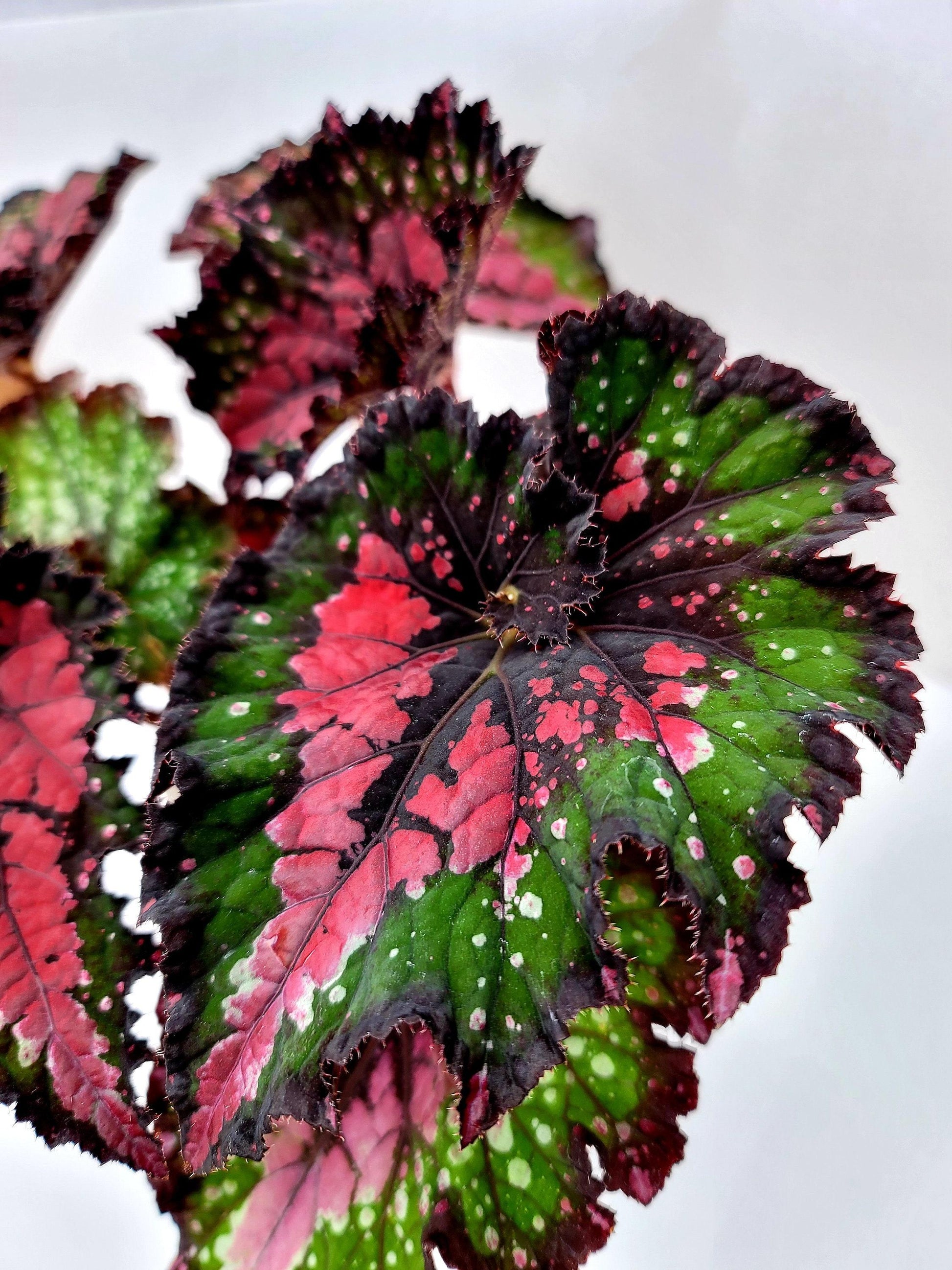 Begonia Rex 'jurassic Watermelon' - View 19 from www redcrocus com