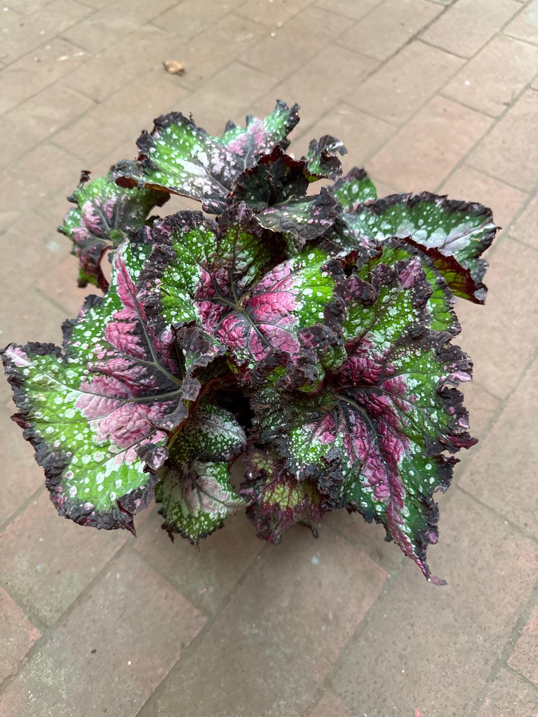 Begonia Rex 'jurassic Watermelon' - View 1 from www redcrocus com