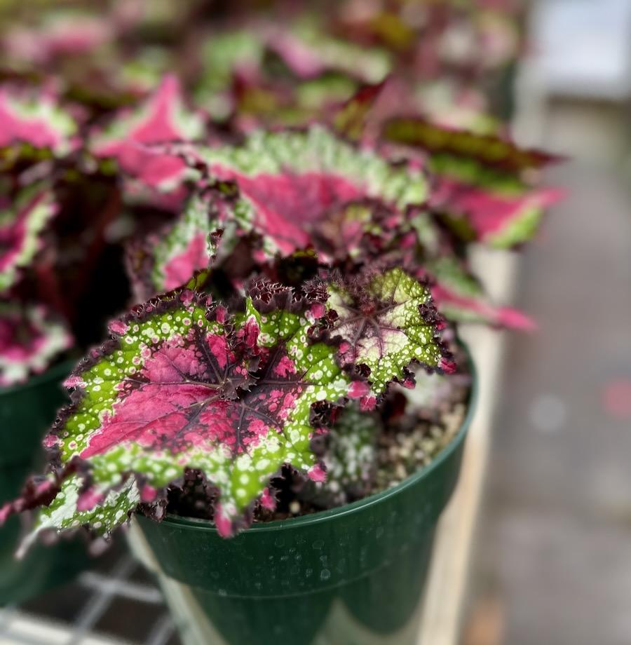 Begonia Rex 'jurassic Watermelon' - View 20 from www redcrocus com