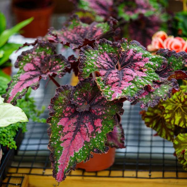 Begonia Rex 'jurassic Watermelon' - View 21 from www redcrocus com