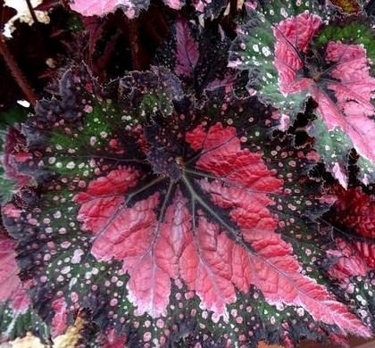 Begonia Rex 'jurassic Watermelon' - View 22 from www redcrocus com