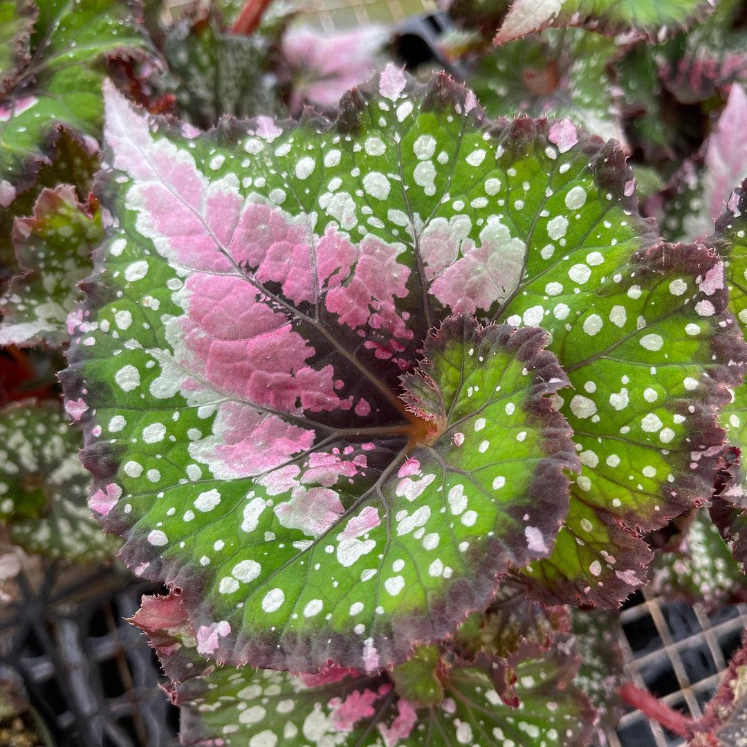 Begonia Rex 'jurassic Watermelon' - View 23 from www redcrocus com