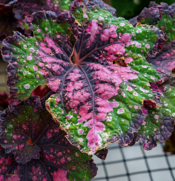 Begonia Rex 'jurassic Watermelon' - View 25 from www redcrocus com
