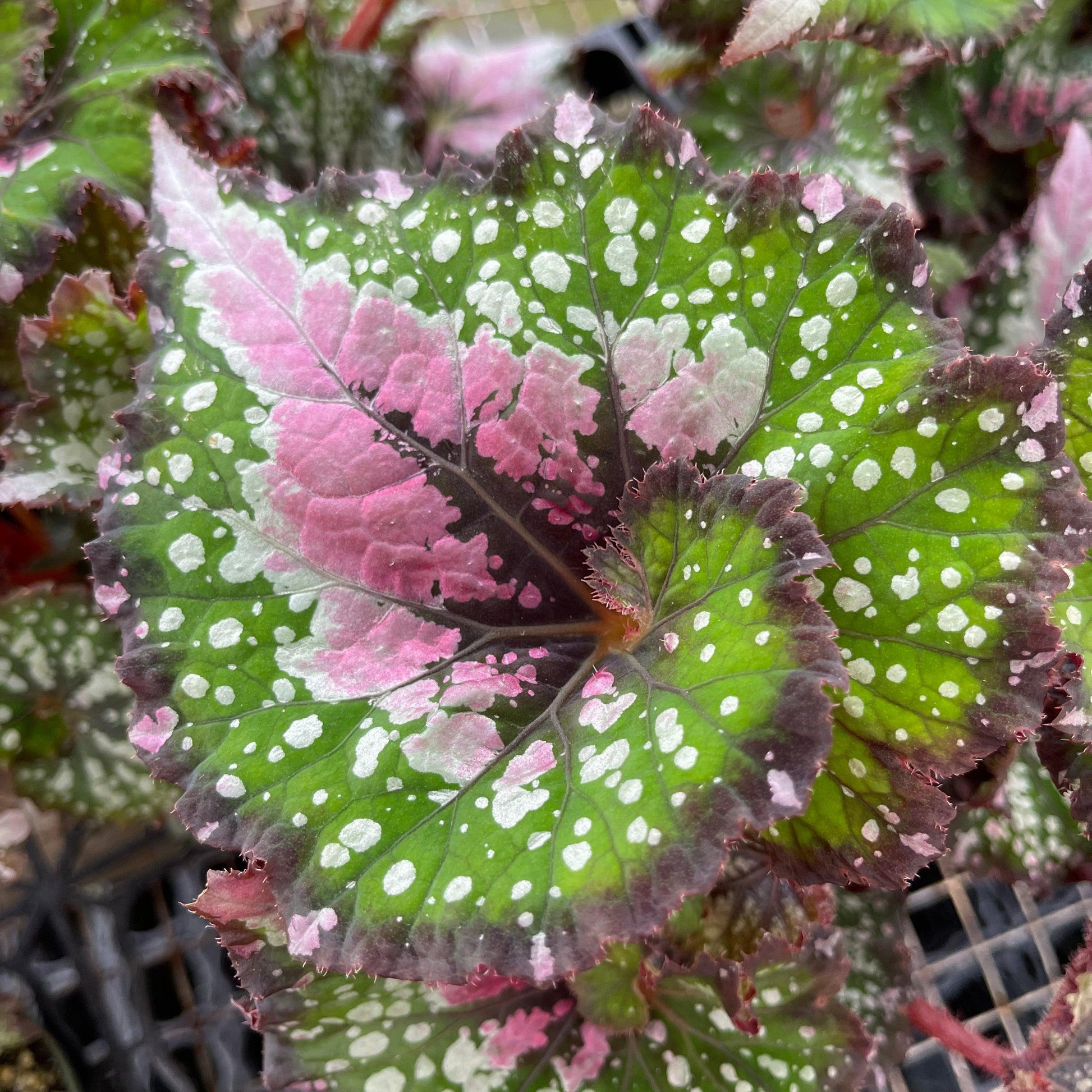 Begonia Rex 'jurassic Watermelon' - View 26 from www redcrocus com