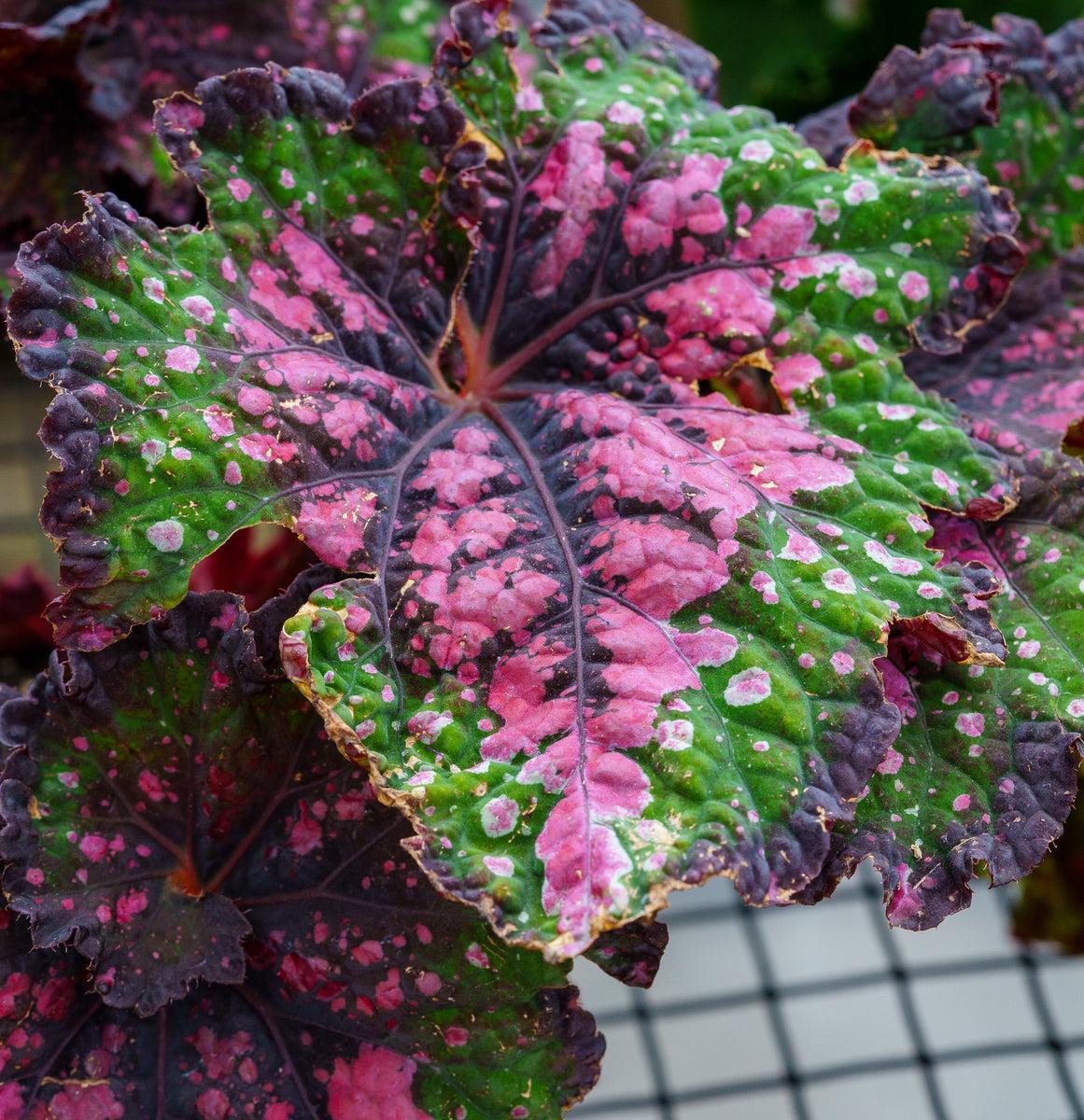Begonia Rex 'jurassic Watermelon' - View 27 from www redcrocus com
