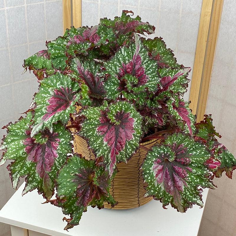 Begonia Rex 'jurassic Watermelon' - View 28 from www redcrocus com