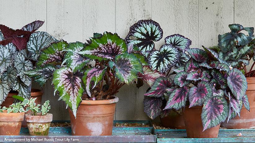 Begonia Rex 'jurassic Watermelon' - View 29 from www redcrocus com