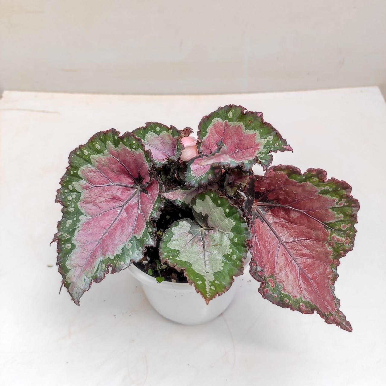 Begonia Rex 'jurassic Watermelon' - View 30 from www redcrocus com