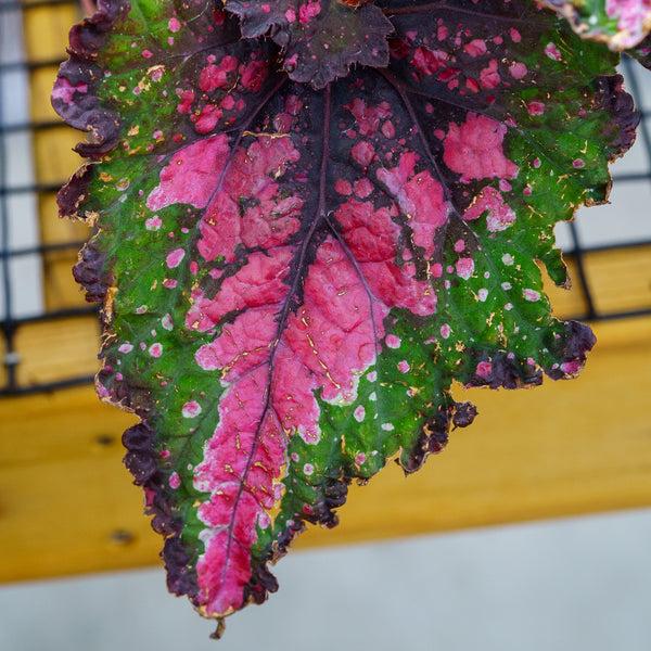 Begonia Rex 'jurassic Watermelon' - View 31 from www redcrocus com