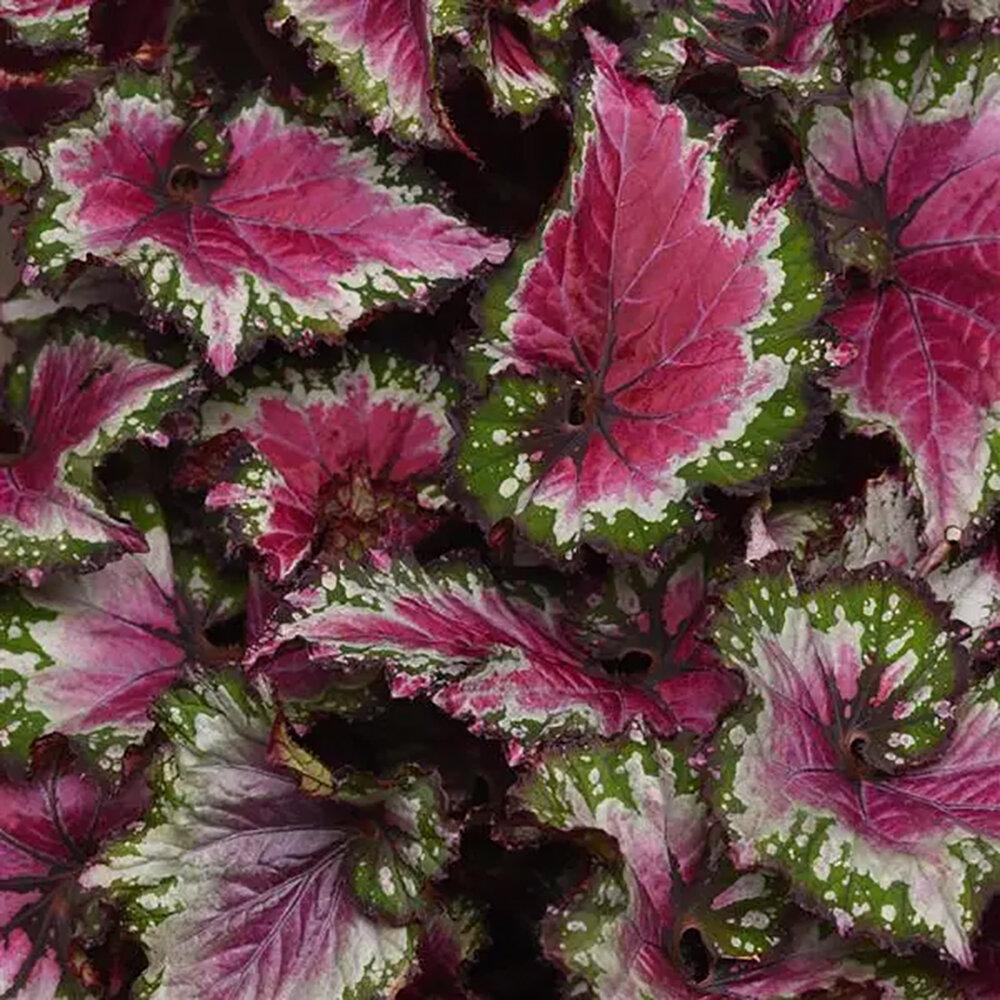 Begonia Rex 'jurassic Watermelon' - View 32 from www redcrocus com