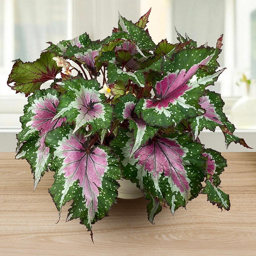 Begonia Rex 'jurassic Watermelon' - View 33 from www redcrocus com