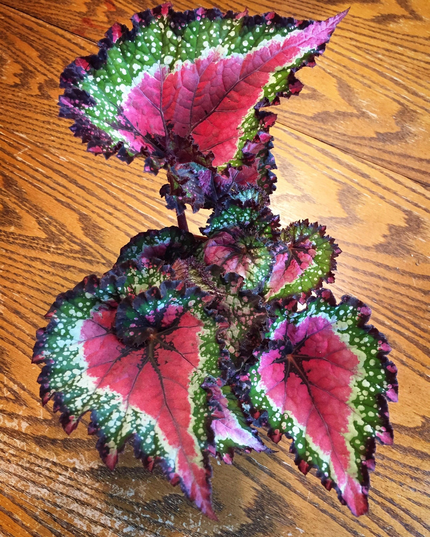 Begonia Rex 'jurassic Watermelon' - View 3 from www redcrocus com
