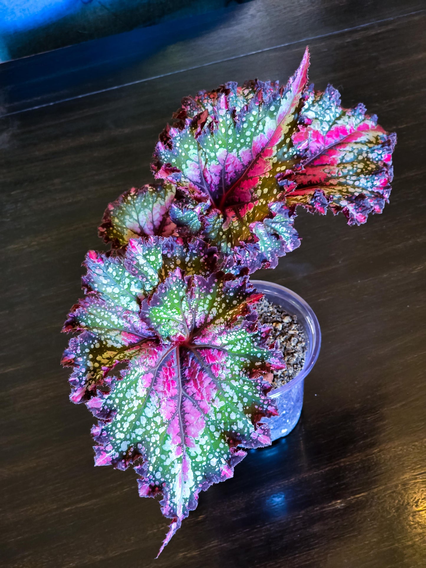 Begonia Rex 'jurassic Watermelon' - View 5 from www redcrocus com