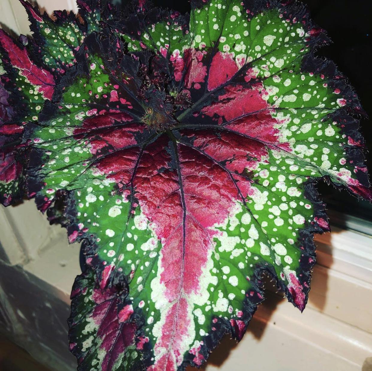 Begonia Rex 'jurassic Watermelon' - View 8 from www redcrocus com