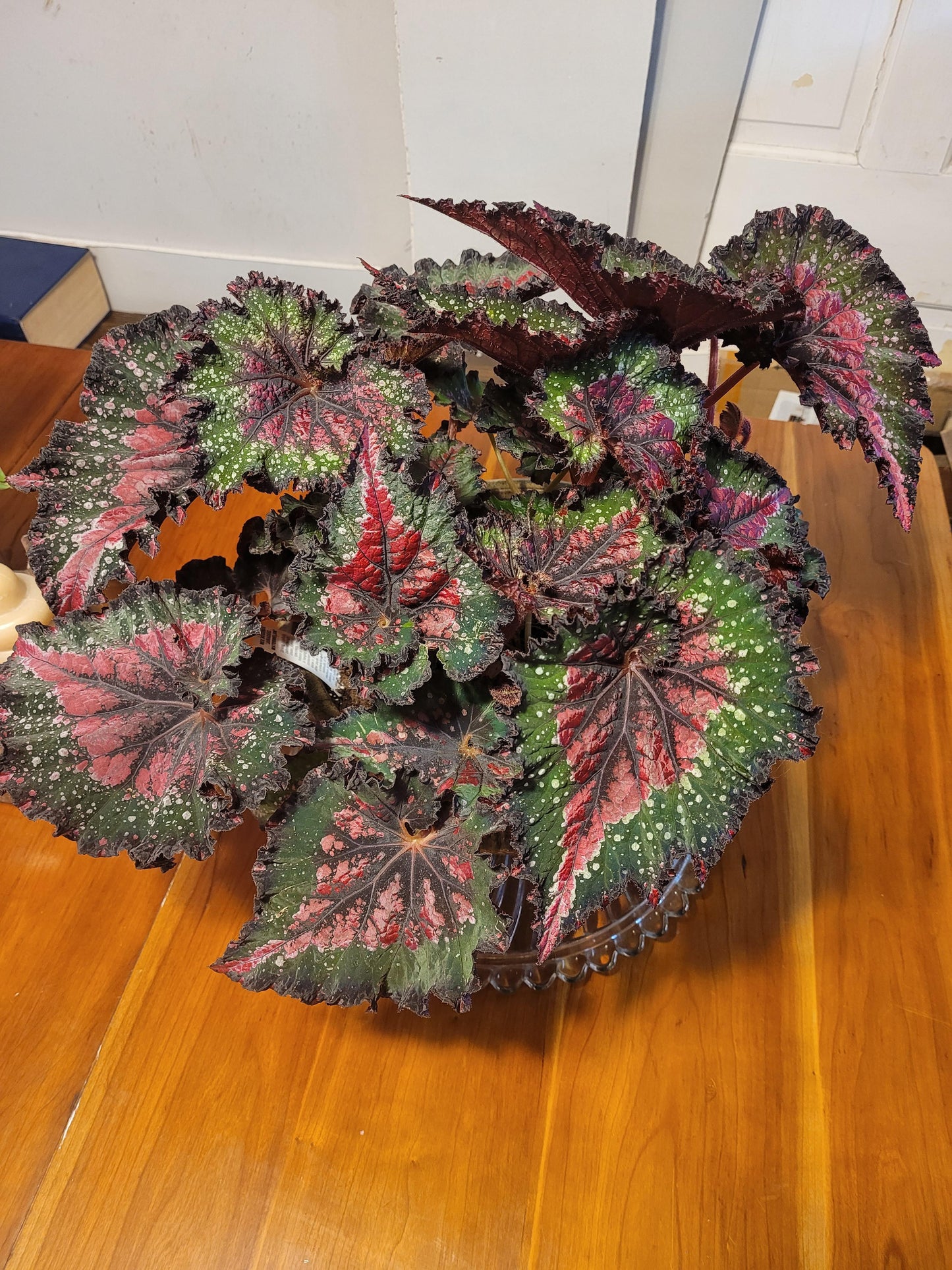 Begonia Rex 'jurassic Watermelon' - View 9 from www redcrocus com