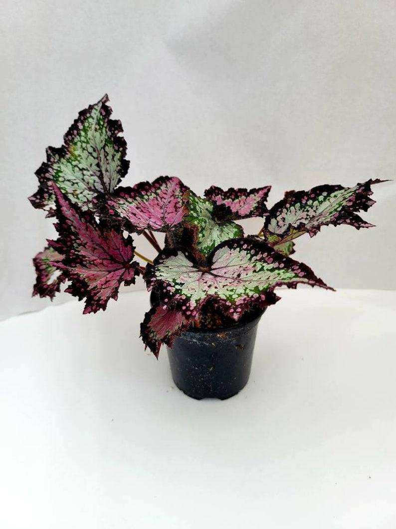 Begonia Rex Jurassic Dino Polka Dot - View 11 from www redcrocus com