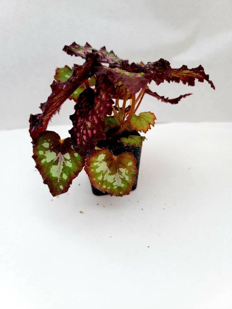 Begonia Rex Jurassic Dino Polka Dot - View 12 from www redcrocus com