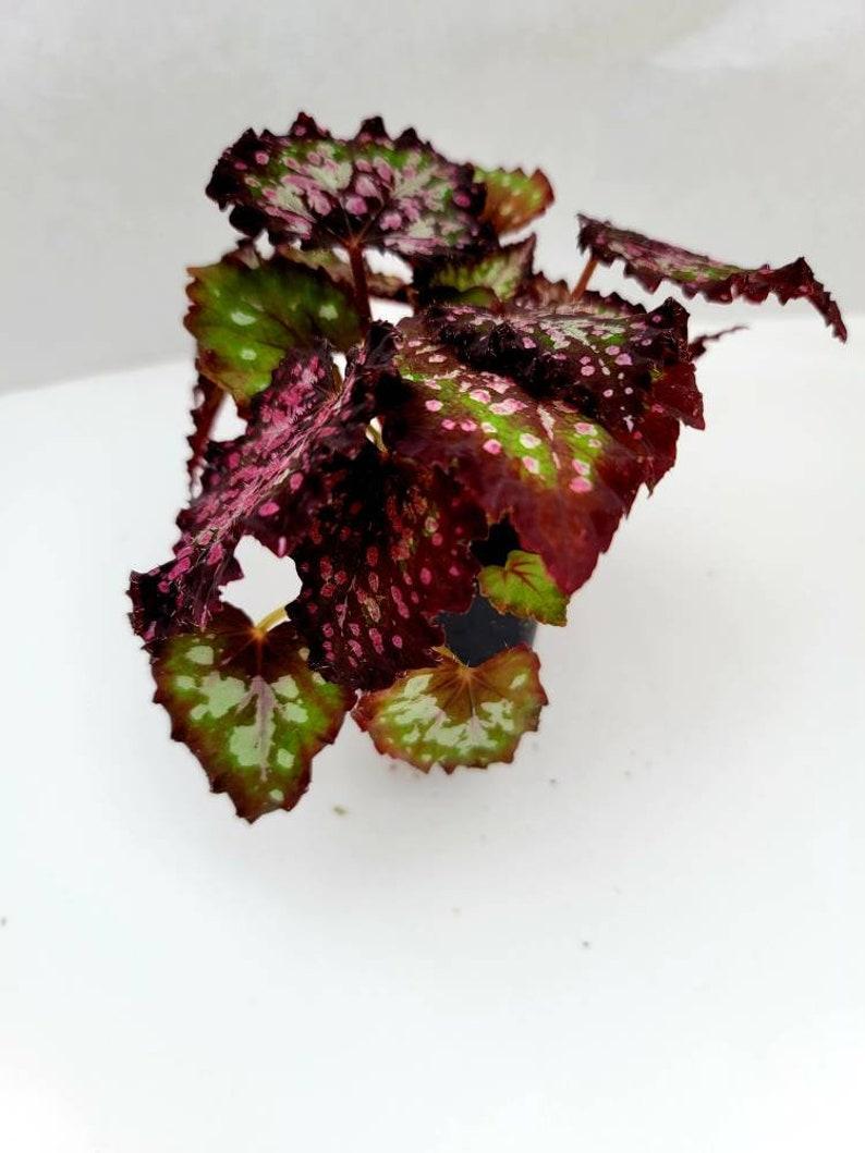 Begonia Rex Jurassic Dino Polka Dot - View 13 from www redcrocus com