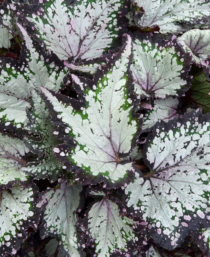 Begonia Rex Jurassic Dino Polka Dot - View 14 from www redcrocus com