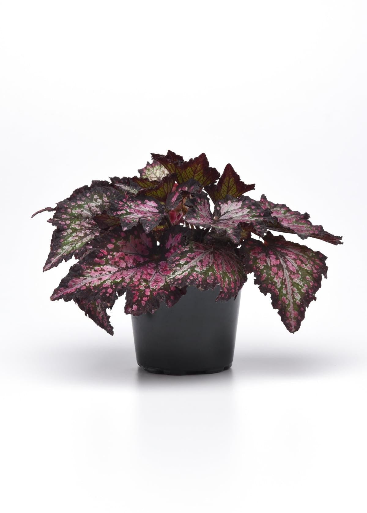Begonia Rex Jurassic Dino Polka Dot - View 15 from www redcrocus com