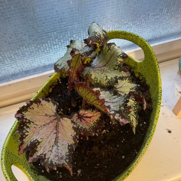 Begonia Rex Jurassic Dino Polka Dot - View 16 from www redcrocus com