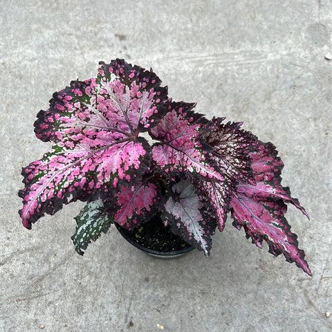 Begonia Rex Jurassic Dino Polka Dot - View 17 from www redcrocus com