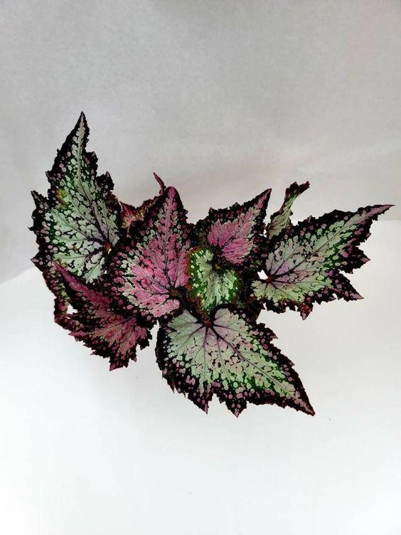 Begonia Rex Jurassic Dino Polka Dot - View 18 from www redcrocus com