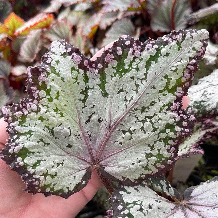 Begonia Rex Jurassic Dino Polka Dot - View 2 from www redcrocus com
